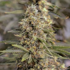 SOL-CANNA JUNGLE FUEL FLOWER 28G