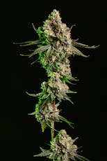 Purple Push Pop | 3.5g