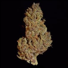 Skunk Lady - 3.5g Top Shelf Flower