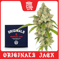 Jack Herer | Flower