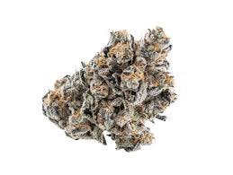 Melody Genetics | Bud | Money Ball (H)