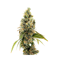 3.5g | Mango Mintality