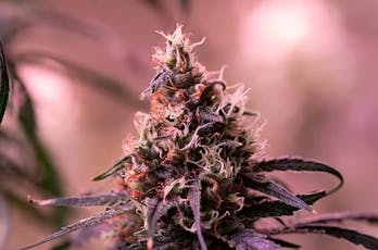 Black Jack 2g - Harmony Farms