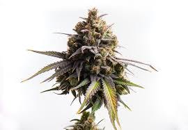 Mad Flower Farms-Bud-Speciman X SX I/H