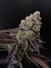 San Souchi #3 (H) - Hermit's Delight - 3.5g Big Buds Pre-Packaged T2