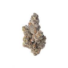 Srene | GlitterBomb 3.5g