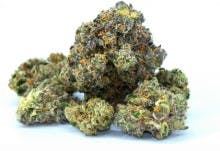 Back in the Daze | 3.5g Bud | Blue Dream (H)