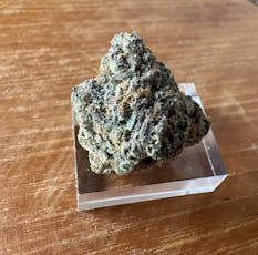 PRICE ADJUSTED - Gelato Cake - Mid Shelf Flower