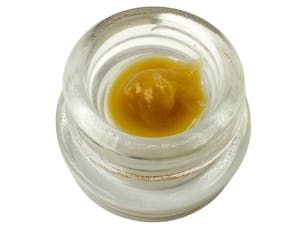 LIVE BUDDER: Black Maple