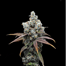 3.5g Rainbow Haze