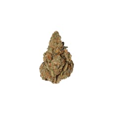 Gold Shelf - Apricot Scone (H)