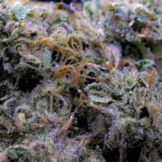 Milkweed | Toad Venom | Flower | 3.5g