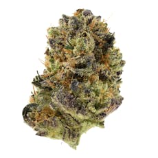 Pinata Flower | World Bees