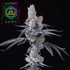 Lion's Breath (14g Small Buds)