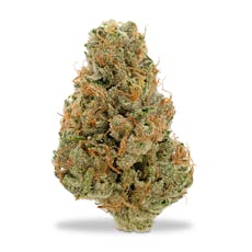 Focus North - Chem Bandana