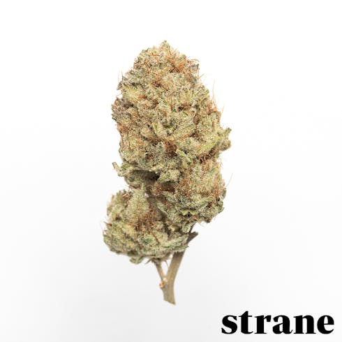 Chem Dog "D"