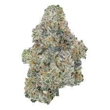 Gold Shelf - Caked Up Cherries (H)