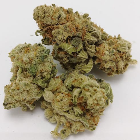 Gorilla Glue- House