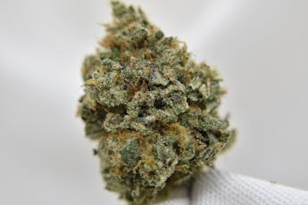 Heirloom Orange - Flower - Sativa