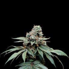 Cereal Milk 2.0 Preroll 1g