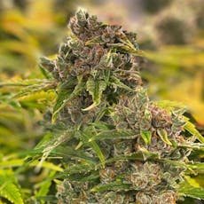Raspberry Parfait Flower (Beasters) 3.5g