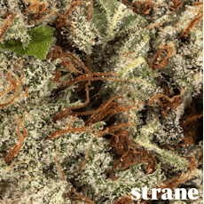 Infinity Linx 7g - Strane (Pre-Pack)