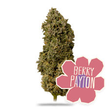 Berry Payton | 28G | SMALLS
