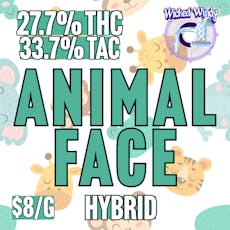 Wicked Windy | BULK | Animal Face