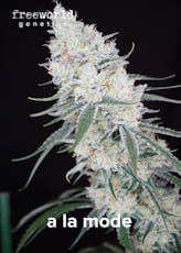 FreeWorld Genetics - A La Mode Seeds (3-pk) (H)