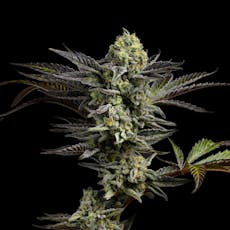 Good Chemistry | Lemon Chip Gelato | 3.5g