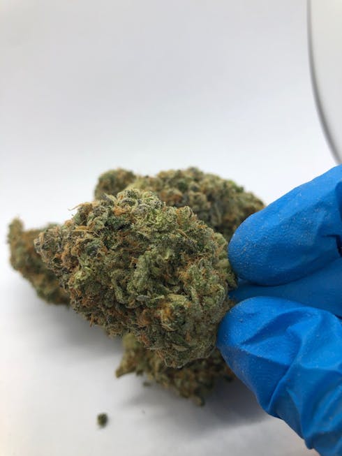 Sasquatch Chronix - Cookie Jar BULK