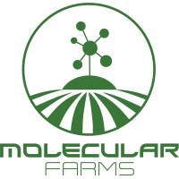 North Star OG: Flower (3.5g) - Molecular Farms