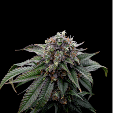 7g Death Star