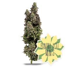 14g for $100 | Banana Acai Mints | District Cannabis | 14g