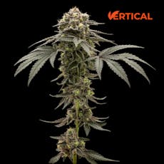 VERTICAL - APPLESCOTTI 0.5G 2PK HYBRID