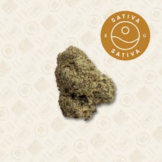 AK 1995 by THE PHARM