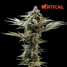 VERTICAL - HYPNOTIC 14G S/I