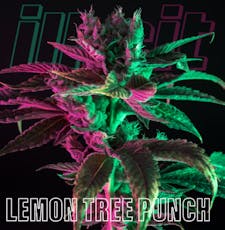 Lemon Tree Punch | 14g