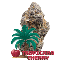28.0G Tropicanna Cherry