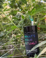 Governmint Oasis | 0.5g Pre-rolls | 7pk