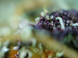 The Heady Reaper | Black Truffle | Indoor | Coco Coir | Bulk
