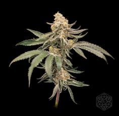 Cobra Milk | Deli Style