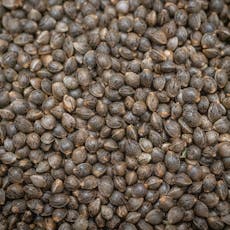 Evermore Lemon Layer Cake x Funky Guava Seeds | (10ct)