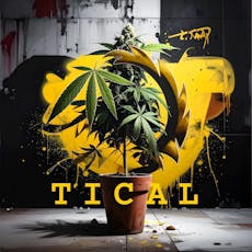 Tical - Orange Creamsicle - Indoor Flower - 3.5g
