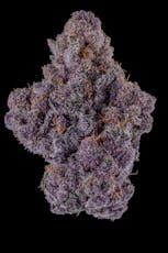 Queen of the South | Flower | 7G