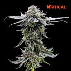 VERTICAL - HEIR HEADS 0.5G 7PK HYBRID