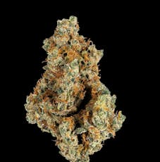 Black Maple