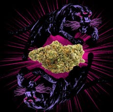 Animal Face - 7g