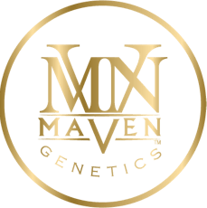 Maven Genetics | Umami Butter - 3.5g Flower