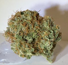 NS Sour Diesel Indoor Bulk